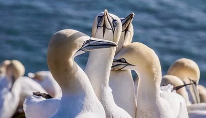 yl7703永利-涛苏烈回推太乙，后者顺势开团群控四人，景诗小久击杀大司命
