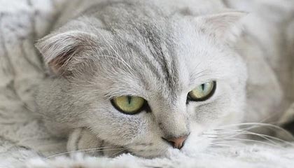 yl7703永利-涛苏烈回推太乙，后者顺势开团群控四人，景诗小久击杀大司命