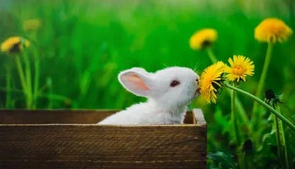 【现场】双星难奈无敌之师 篮网赛季惨遭太阳双杀